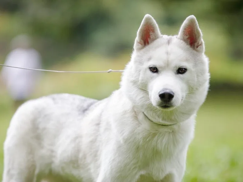 Flutter Fox Siberian Huskies