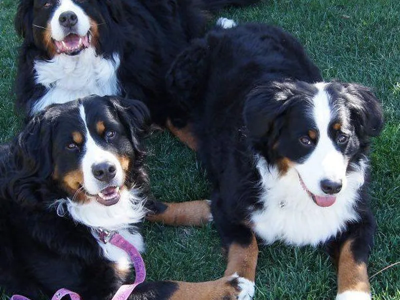 Flutterby Bernese photo 1