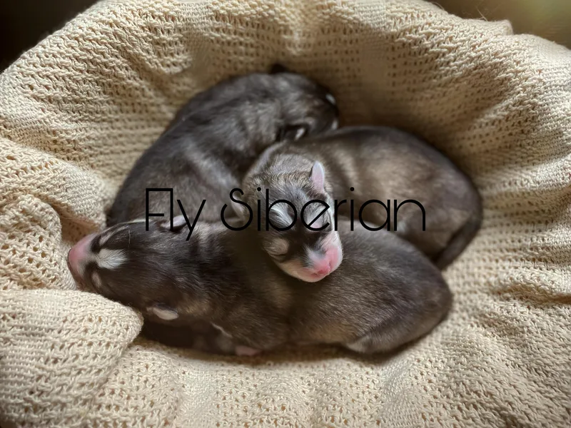 Fly Siberian