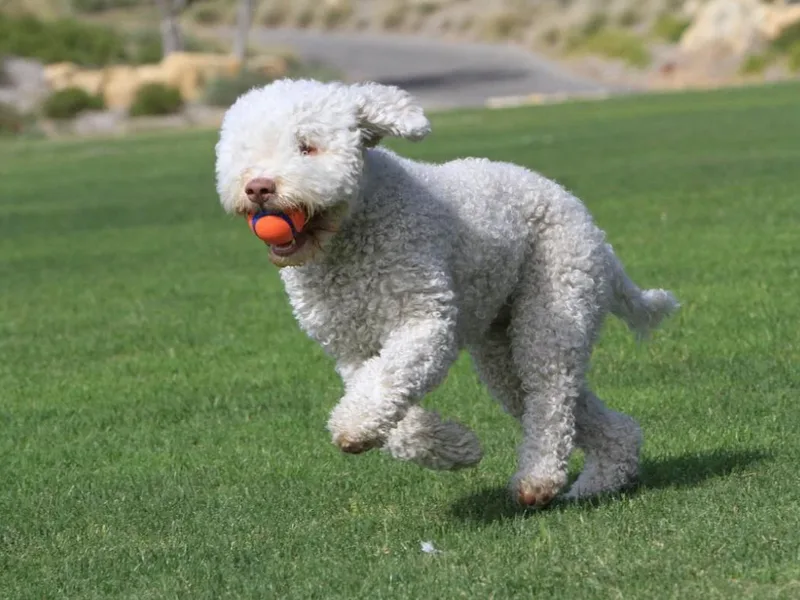 Flying Curls Lagotto Romagnolo