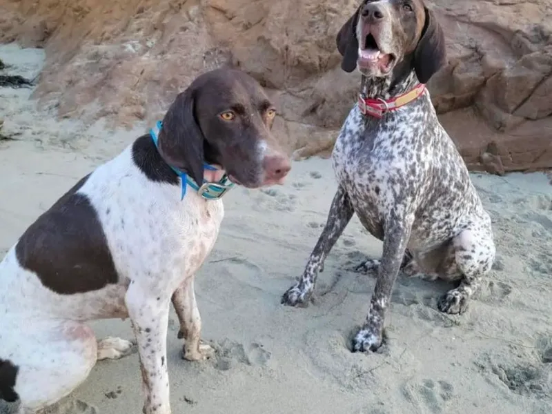 Flying Feather Bird Dogs