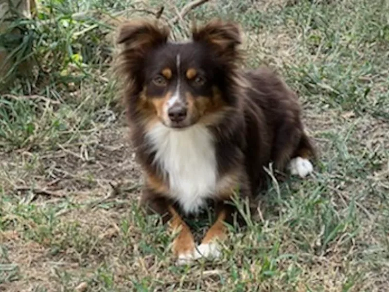 Flying H Mini Aussies