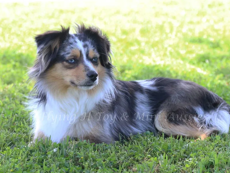 Flying H Toy and Mini Aussies