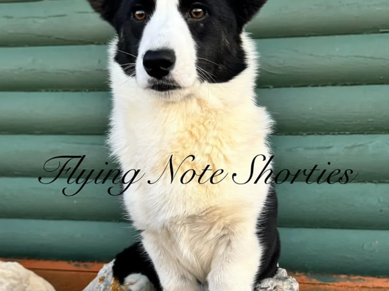 Flying Note Shorties