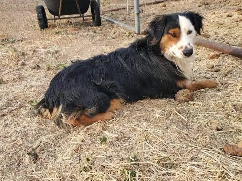 Flying R Aussie Ranch