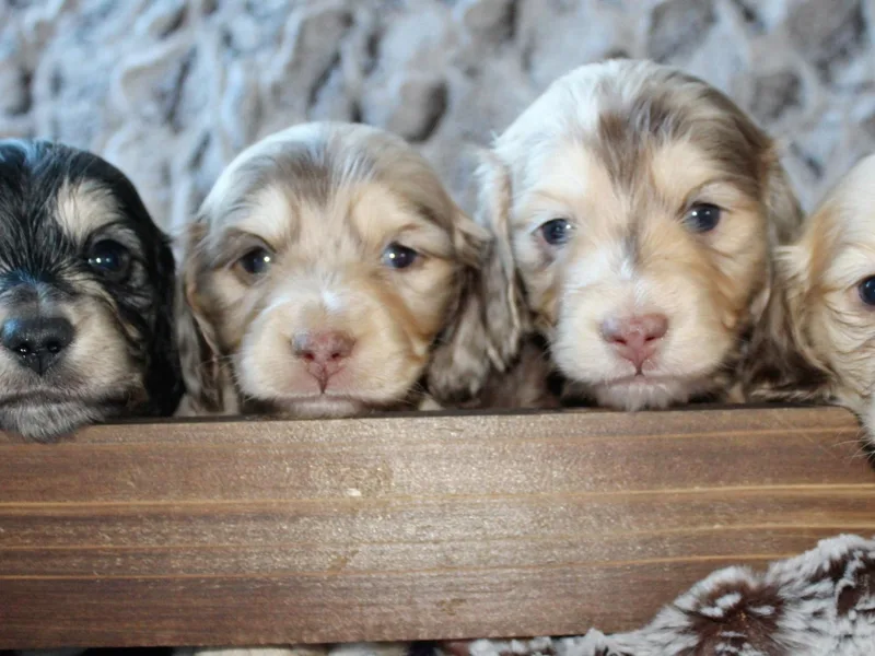 Flying S Mini Dachshunds