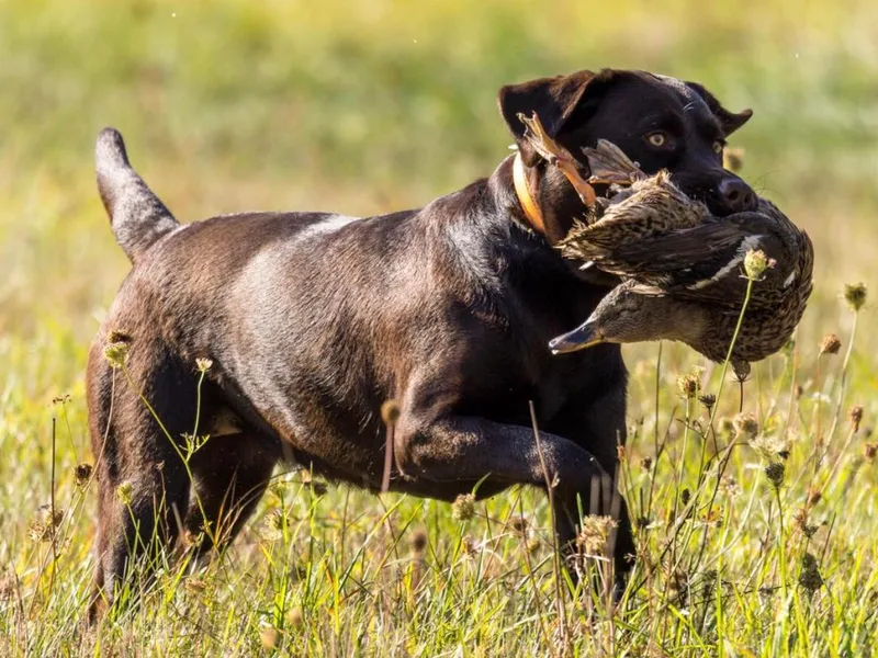 Flying Squirrel Retrievers