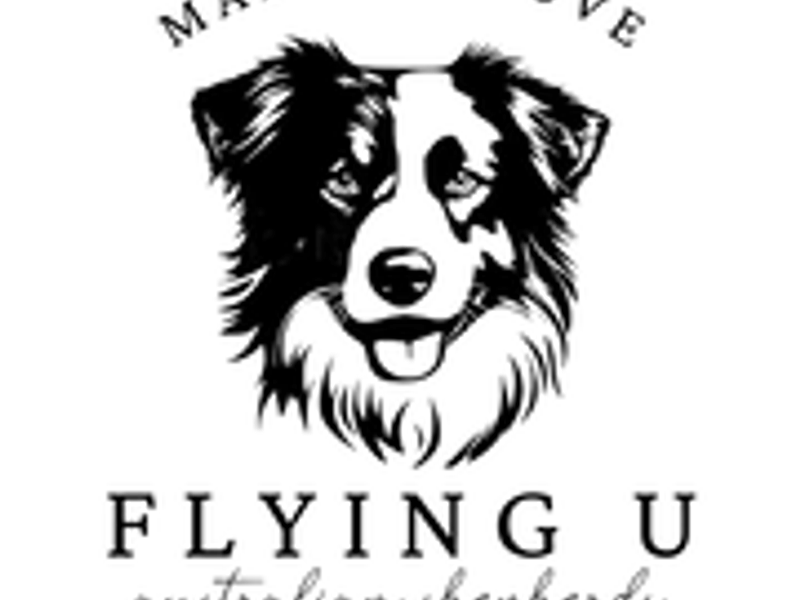 Flying U Australian Shepherds