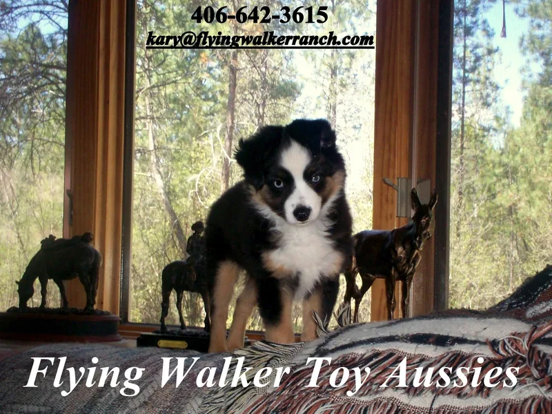 Flying Walker Toy Aussies