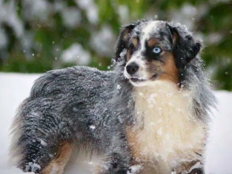 Flying with AKC Mini Aussies