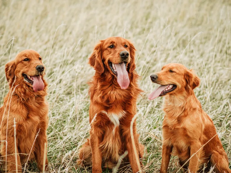 Flynn Timber Goldens, LLC