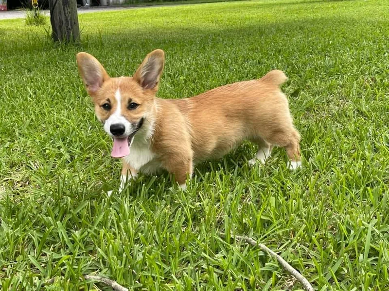 FOF Lowcountry Corgis