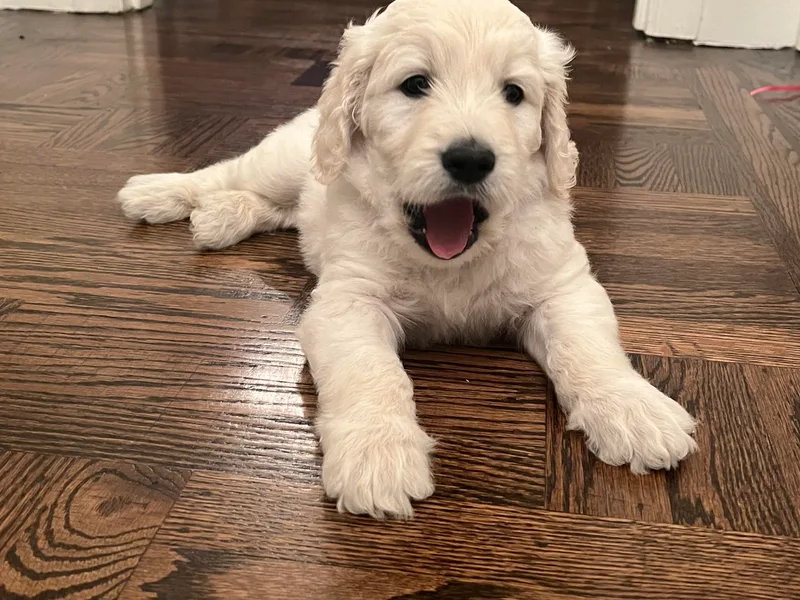 Foglight Goldendoodles