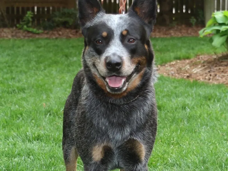 Folie à Deux Australian Cattle Dogs