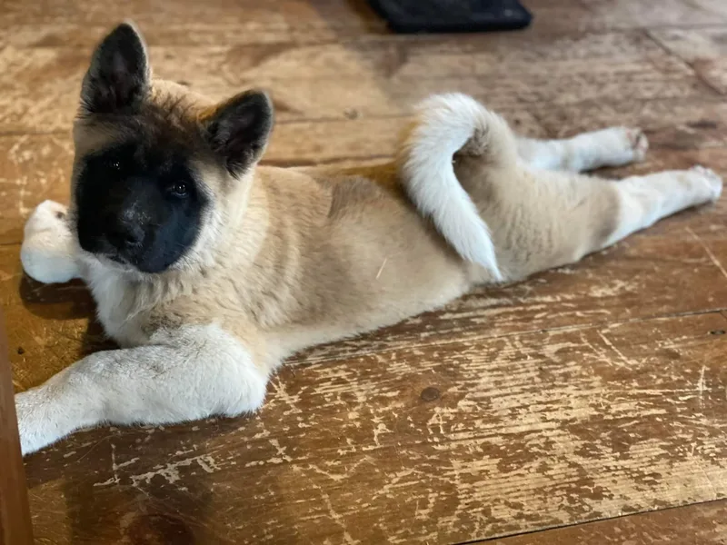 Folklore Akitas photo 1