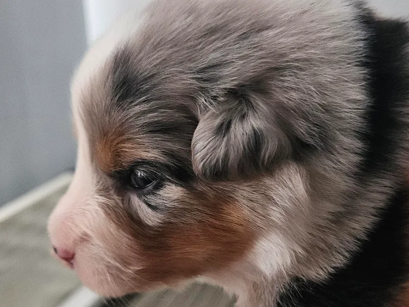 Folklore Australian Shepherds