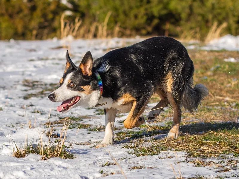 Folklore Border Collies