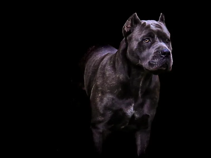 Folkvar Cane Corso