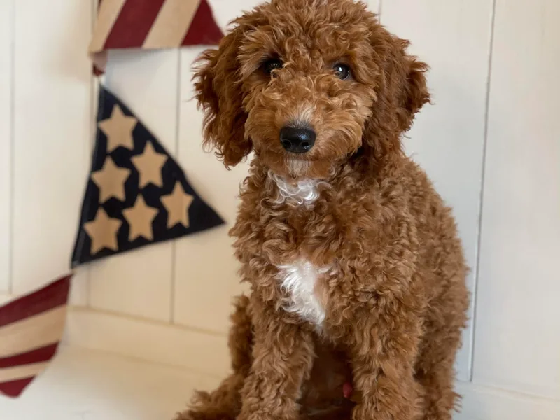 Follow Your Bliss Doodles