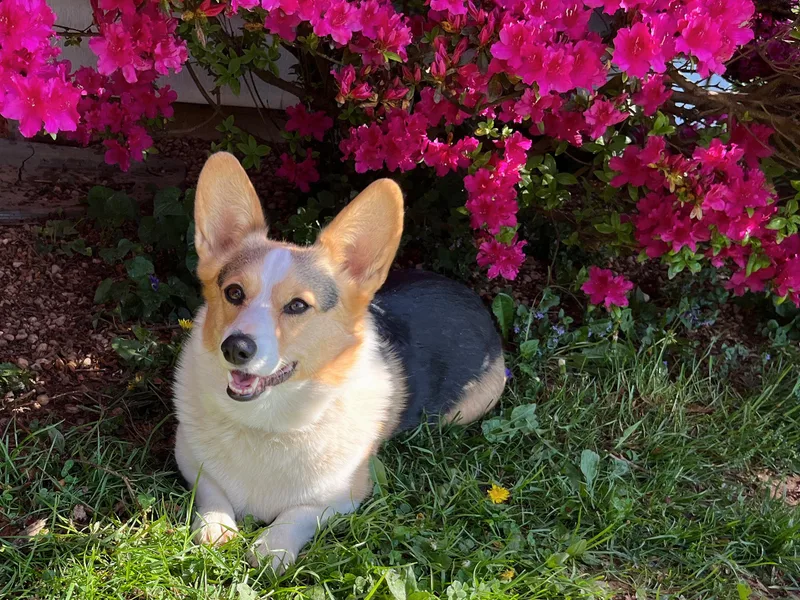 Folly Acres Corgis