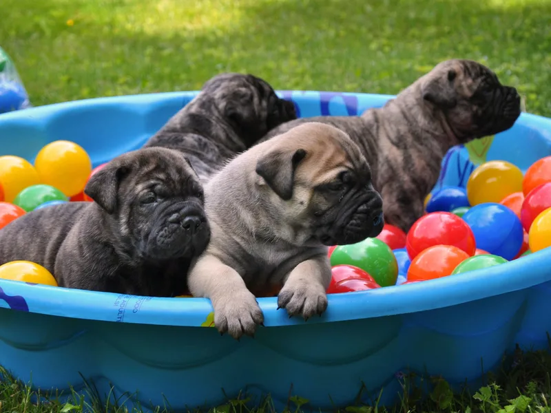 Folly's Bullmastiffs