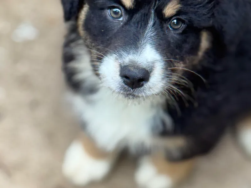 Folsom’s Wigglebutts