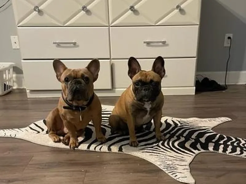 Fonzerelli’s Frenchies