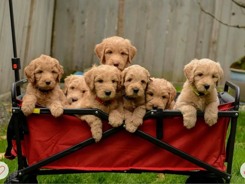Foothills Labradoodles photo 1