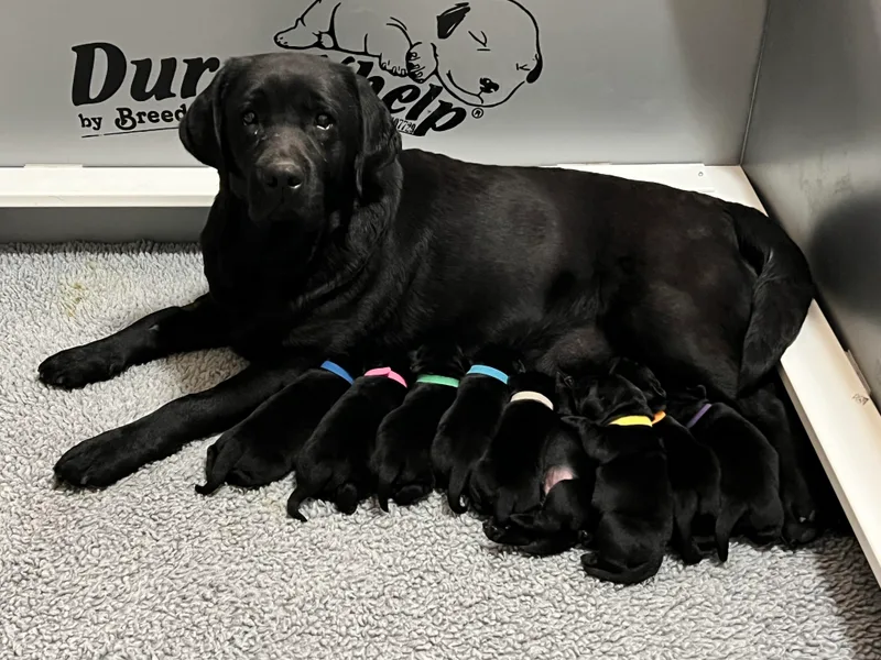 Foothills Labrador Retrievers