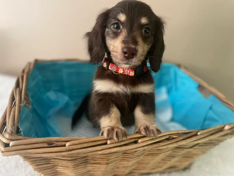 Foothills Mini Doxies