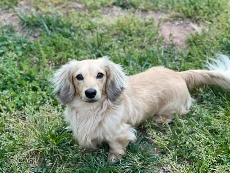 Foothills Precious Paws