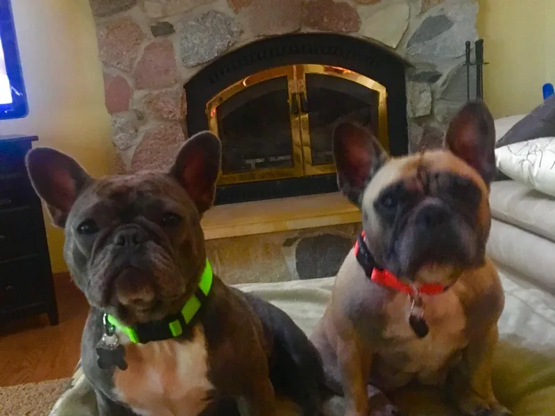 For Love of Frenchies