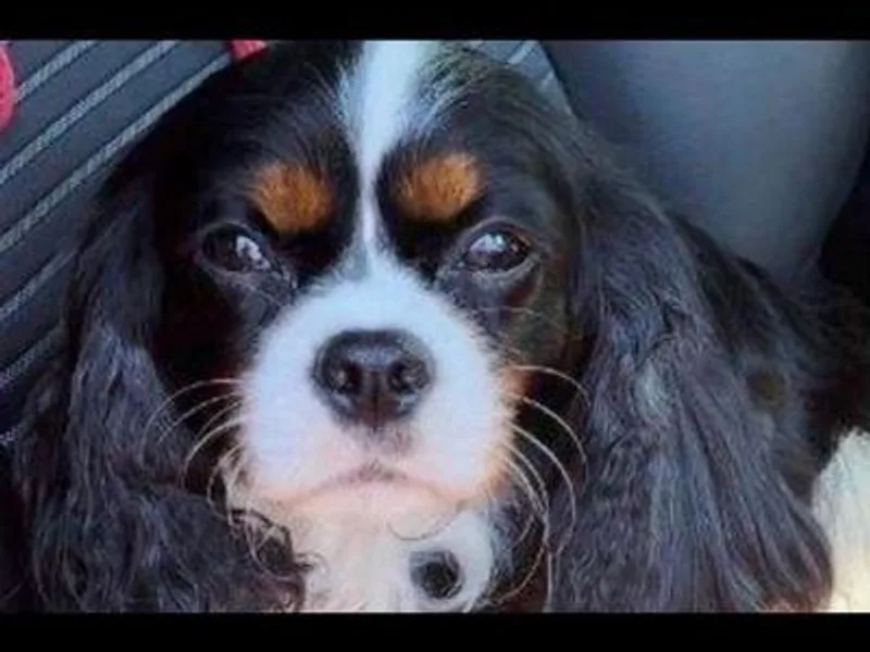 For the Love of Cavaliers