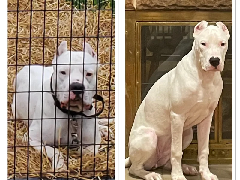 For The Love of Dogos