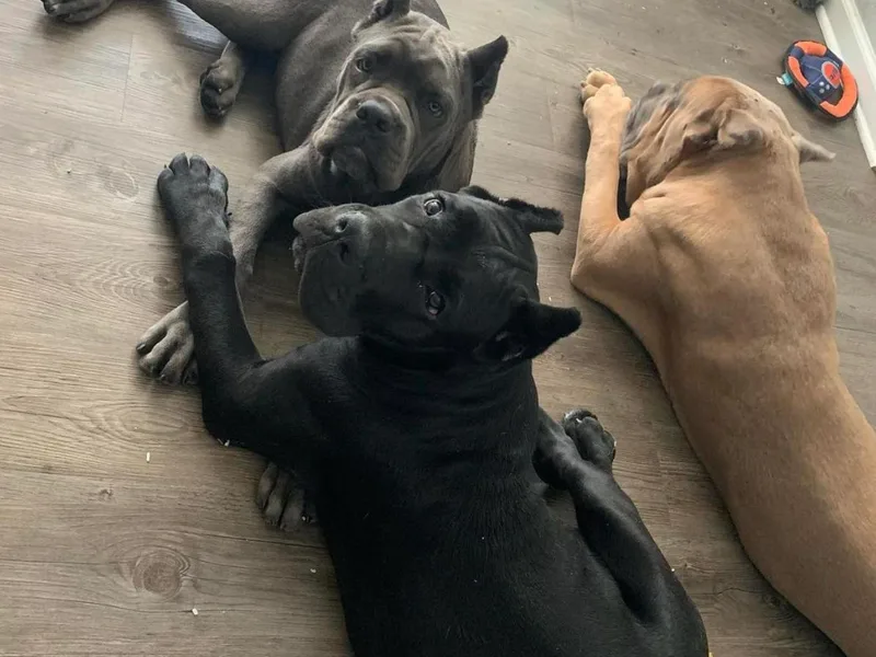 Forbidden Fruits Kennels