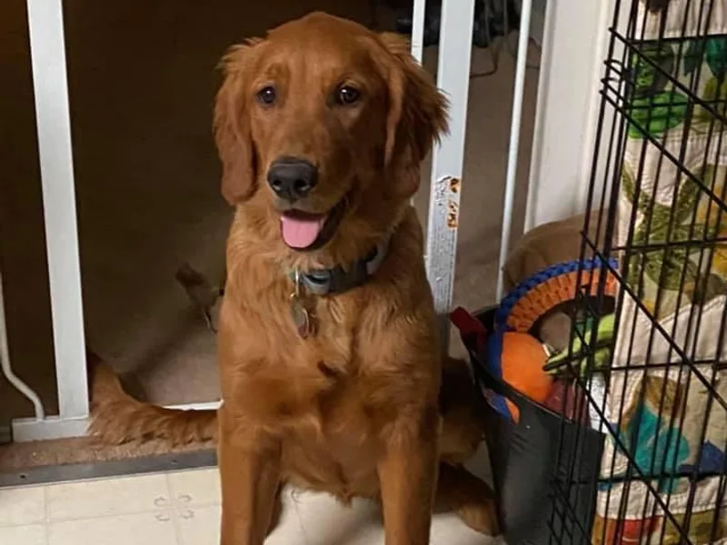 Forbing Park Goldens