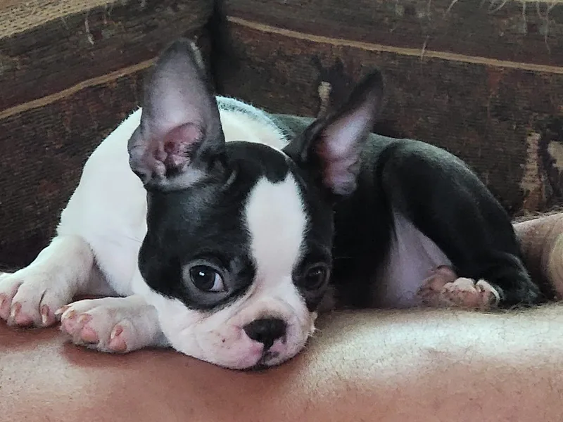 Ford's Traditional and Colored Boston Terriers