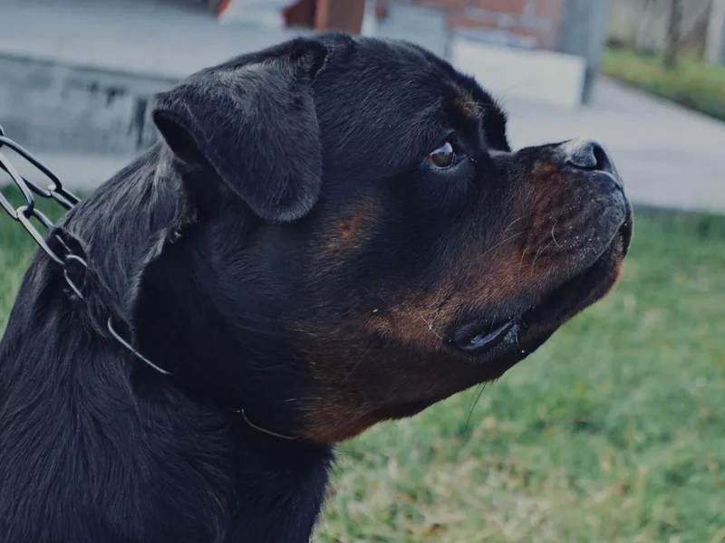 FordernBache Rottweilers