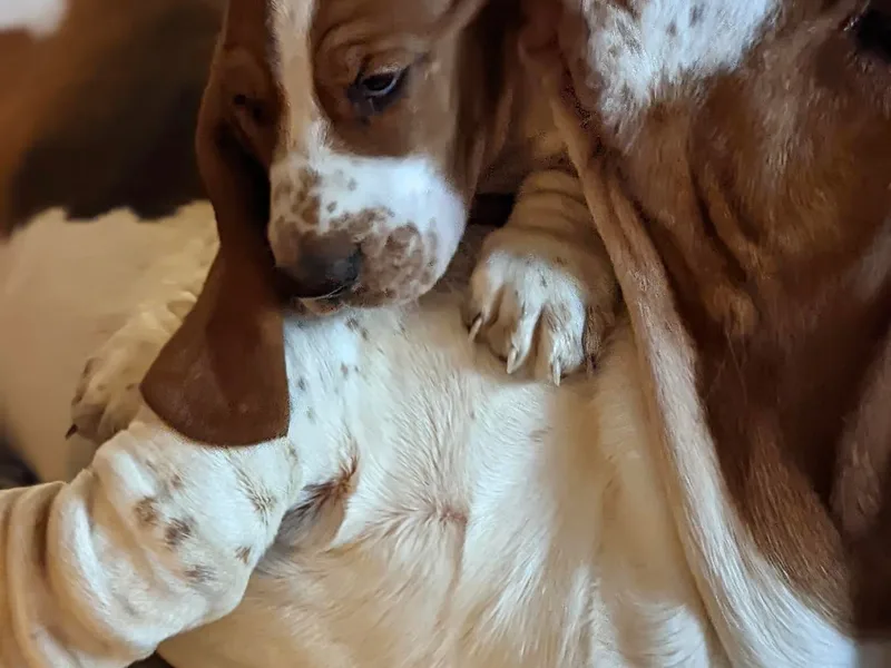 Foreman's Freckled Basset Hounds