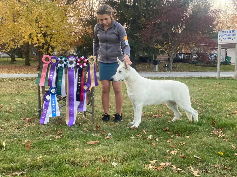 Foreman’s White Swiss Shepherds