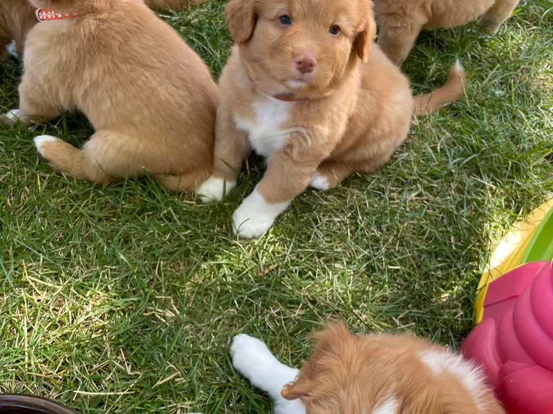 Forest Cove Tollers