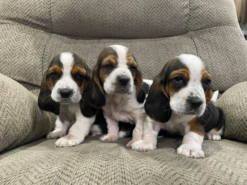 Forest Farm Bassets