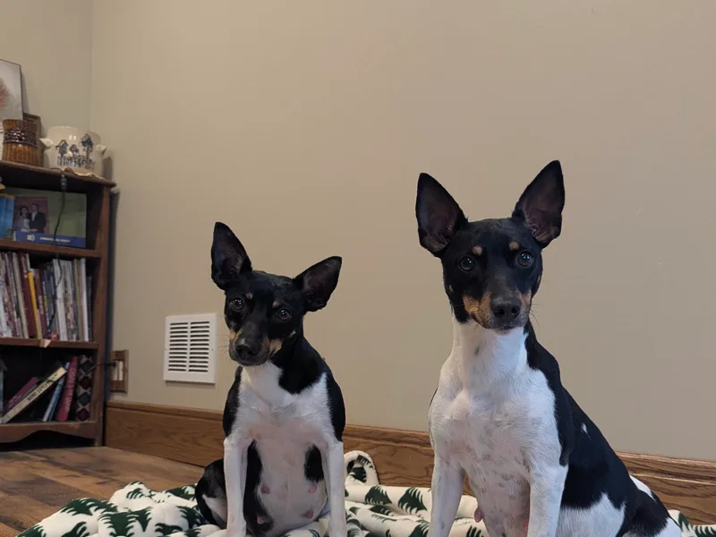Forest Grove Rat Terriers