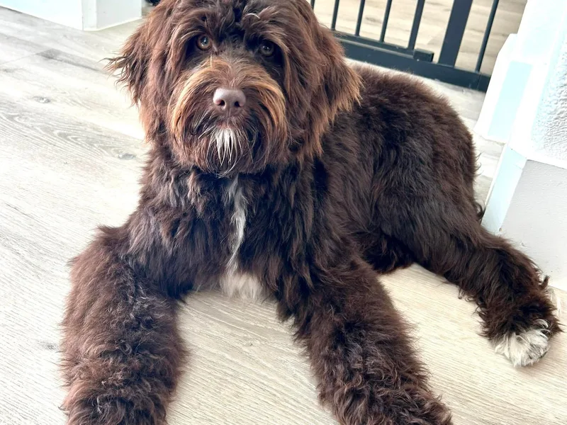 Forest Haven Doodle Co.