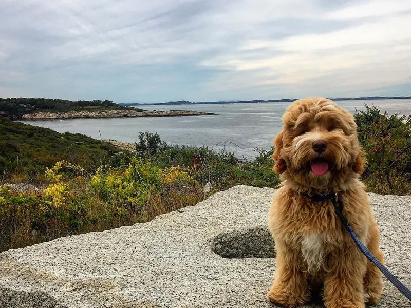 Forest Hill Labradoodles photo 1
