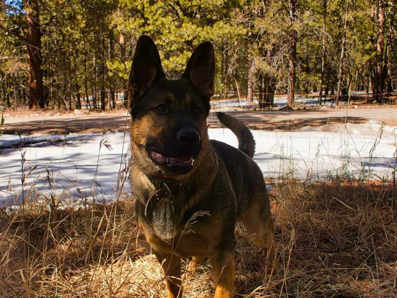 Forest Home Shepherds