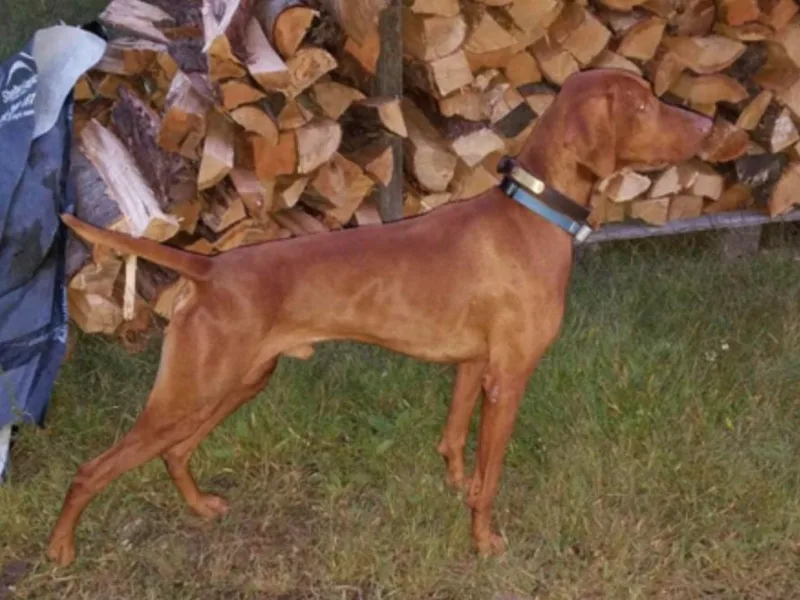 Forest King Vizslas