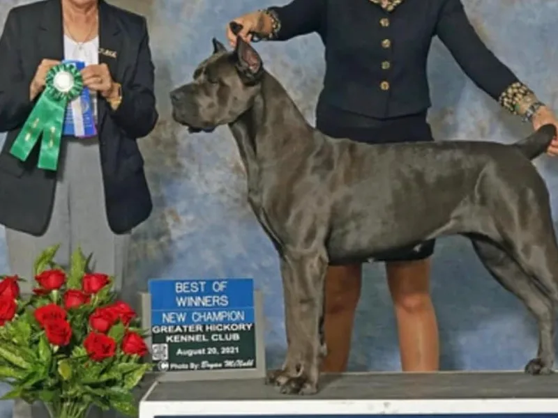 Forest Lake Cane Corsos