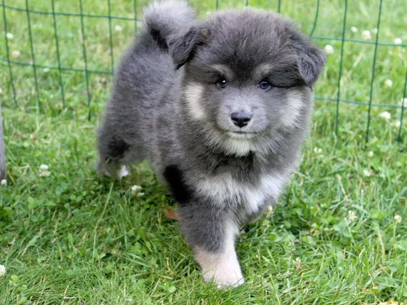 Forest Trail Finnish Lapphunds
