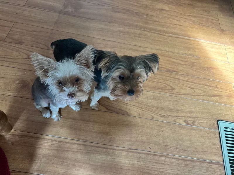 Forest Yorkies